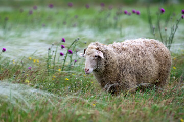 Sheep grazing in a field or steppe