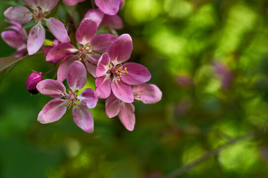 Blooming apple tree in the botanical garden. Pink flowers on tree branches. Walks in the open air. Spend time with family. Leisure. Natural landscape in May.