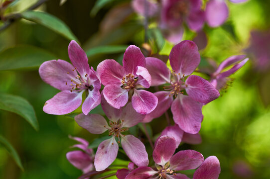 Blooming apple tree in the botanical garden. Pink flowers on tree branches. Walks in the open air. Spend time with family. Leisure. Natural landscape in May.