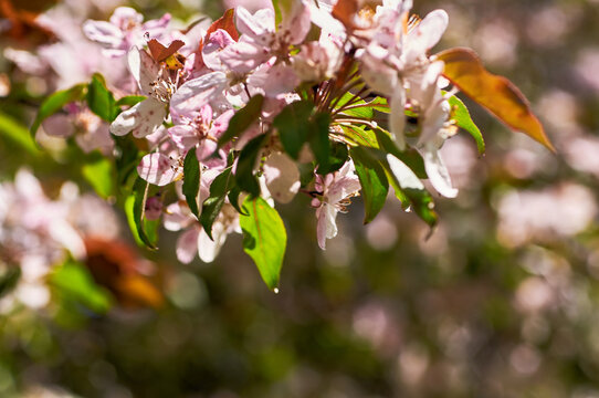 Blooming apple tree in the botanical garden. Pink flowers on tree branches. Walks in the open air. Spend time with family. Leisure. Natural landscape in May.