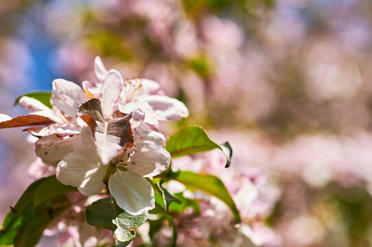 Blooming apple tree in the botanical garden. Pink flowers on tree branches. Walks in the open air. Spend time with family. Leisure. Natural landscape in May.