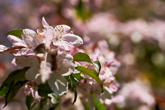 Blooming apple tree in the botanical garden. Pink flowers on tree branches. Walks in the open air. Spend time with family. Leisure. Natural landscape in May.