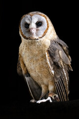 Portrait of an Ashy-faced owl (Tyto glaucops) against a black background