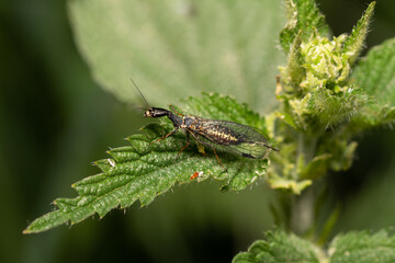 beautiful insect in spring on leaf in the grass