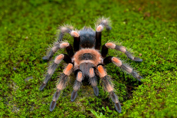 Mexican red knee tarantula view from the top
