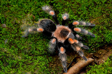 Mexican Red Knee Tarantula View