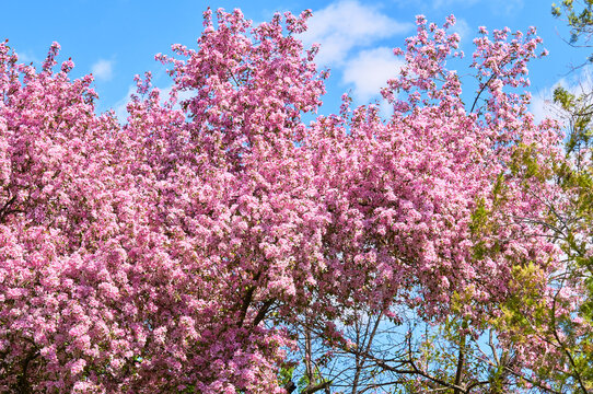 Blooming apple tree in the botanical garden. Pink flowers on tree branches. Walks in the open air. Spend time with family. Leisure. Natural landscape in May.