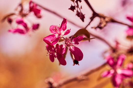 Blooming apple tree in the botanical garden. Pink flowers on tree branches. Walks in the open air. Spend time with family. Leisure. Natural landscape in May.