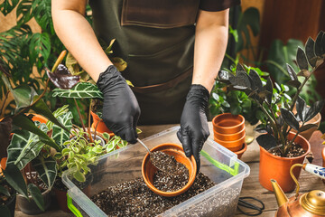 Plant store worker wearing apron filling the ceramic pot with the soil. Seedlings planting process....