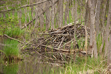 Beaver Lodge in a wetland environment near Minesing Wetland in Ontario Canada