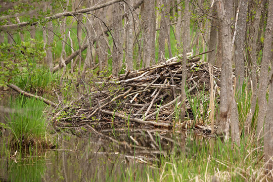 Beaver Lodge in a wetland environment near Minesing Wetland in Ontario Canada