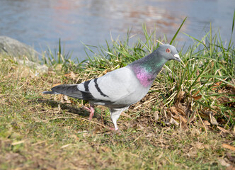 pigeon on the grass