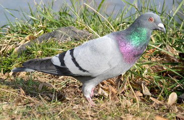 pigeon on the ground