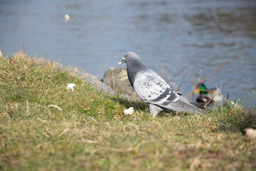 pigeons on the grass