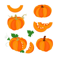 Pumpkin. Vegetable. Color vector set