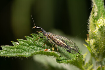 beautiful insect in spring on leaf in the grass