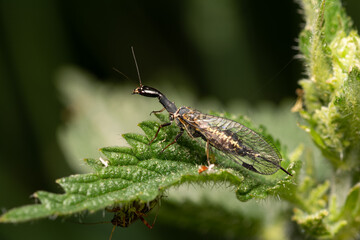 beautiful insect in spring on leaf in the grass