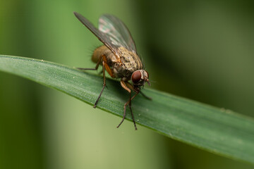 beautiful insect in spring on leaf in the grass