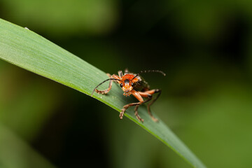 beautiful insect in spring on leaf in the grass