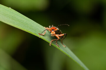 beautiful insect in spring on leaf in the grass