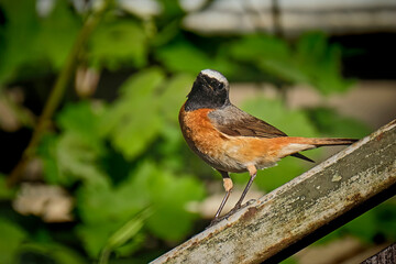 Gartenrotschwanz ( Phoenicurus phoenicurus ).