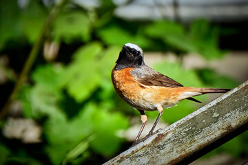 Gartenrotschwanz ( Phoenicurus phoenicurus ).