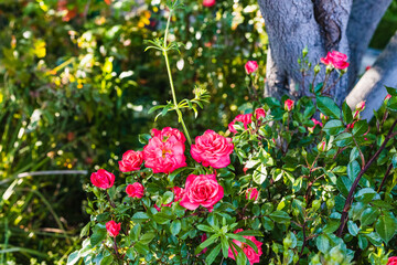 little red roses blooming