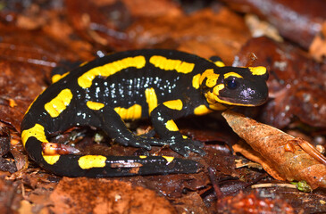 Closeup picture of the European fire salamander (Salamandra salamandra), photographed on foliage in a beech forest in the Swabian Alb during rainy weather.