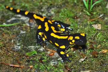 Closeup picture of the European fire salamander (Salamandra salamandra), photographed on a mossy stone in a beech forest in the Swabian Alb during rainy weather.