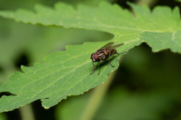 Fototapeta premium beautiful insect in spring on leaf in the grass
