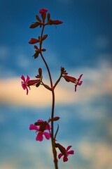 Plant in the evening meadow