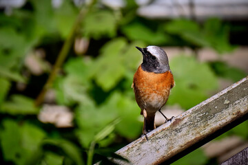 Gartenrotschwanz ( Phoenicurus phoenicurus ).