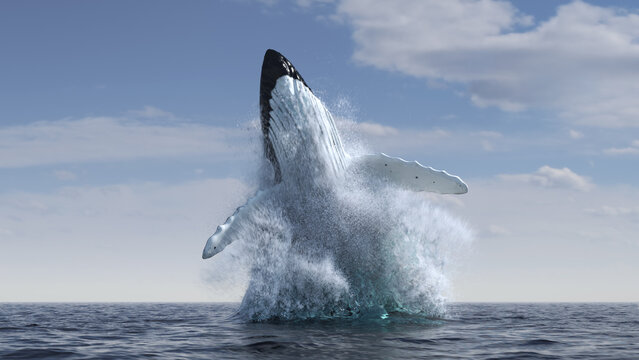 Humpback whale jumps out of the water