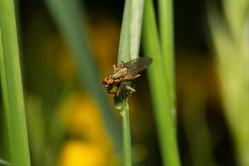beautiful insect in spring on leaf in the grass