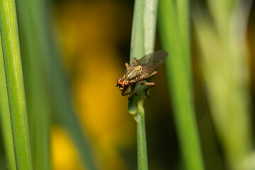 beautiful insect in spring on leaf in the grass