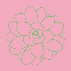 Vector illustration of succulent isolated on a pink background. Doodle sketch. Pattern.