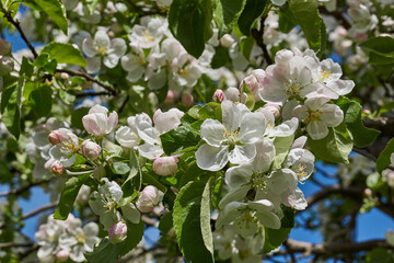 Apple flowers on a blue sky background. Apple tree blossoms in the garden.