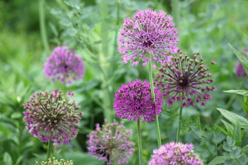 Purple allium 'globemaster' in flower
