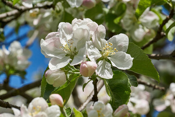 Apple flowers on a blue sky background. Apple tree blossoms in the garden.