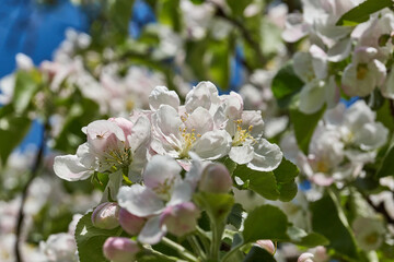 Apple flowers on a blue sky background. Apple tree blossoms in the garden.
