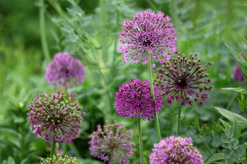Purple allium 'globemaster' in flower