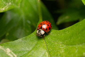 beautiful insect in spring on leaf in the grass