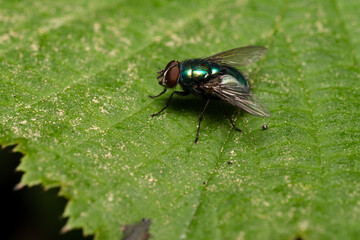 beautiful insect in spring on leaf in the grass
