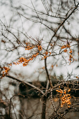 Sanddorn auf Hiddensee