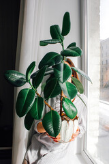 ficus in a pot. home breeding of flowers, hobby