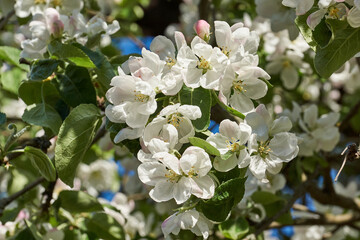 Obraz premium Apple flowers on a blue sky background. Apple tree blossoms in the garden.