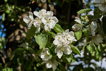 Apple flowers on a blue sky background. Apple tree blossoms in the garden.