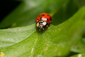 beautiful insect in spring on leaf in the grass