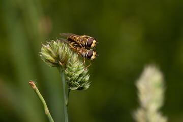 beautiful insect in spring on leaf in the grass