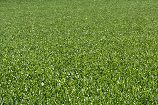 prato o grano